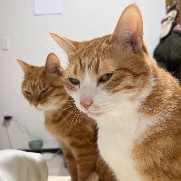 ``I laughed because they were in perfect sync.'' I couldn't help but chuckle at the sharp gaze and ``pressure'' of the cats who wanted food...