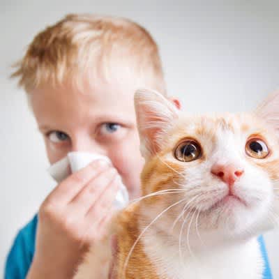 3 Symptoms of Cat Allergy What should I do if I develop a cat allergy?