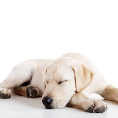 Can a dog's brain process audio information even while sleeping? 【research result】