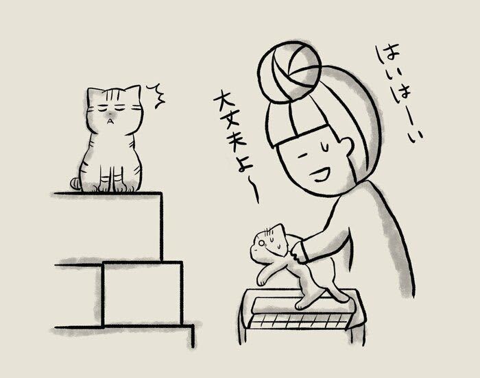 Moving with 6 cats was more difficult than expected [Series] I picked up a cat that was in a traffic accident #129
