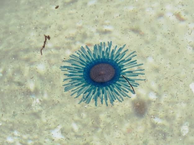 美しい？それとも不気味？見慣れない形のクラゲが「水族館の前でとれました！」数週間限定で展示中