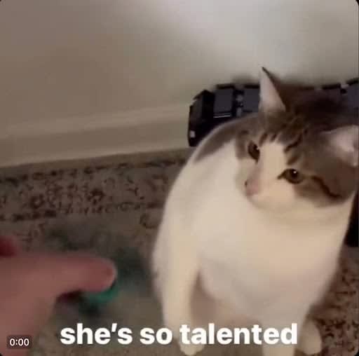 A video of a cat spinning a fidget spinner at high speed goes viral: ``She's very talented.''