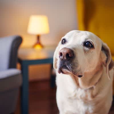 Is it okay to leave my old dog wandering around late at night?Why dogs wander around the room at night and what precautions owners should take