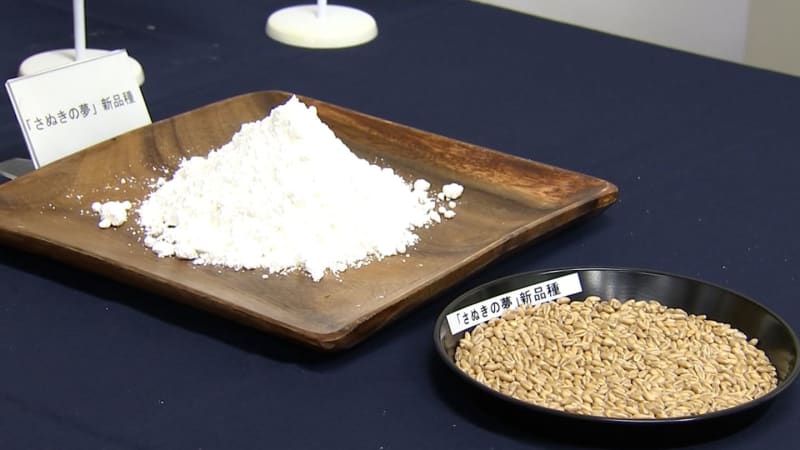 「さらさらっとしていて非常にいい」香川県オリジナルのうどん用小麦「さぬきの夢」新品種をテスト製粉