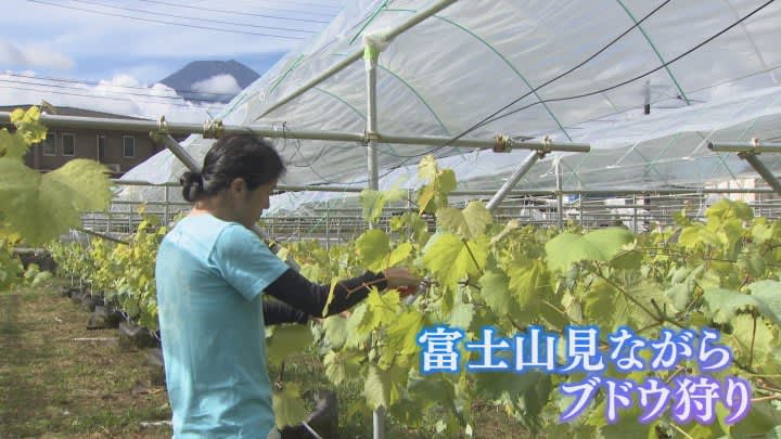 “Grape picking where you can see Mt. Fuji right in front of you” Try growing Siamese Muscat at the northern foot of Mt. Fuji