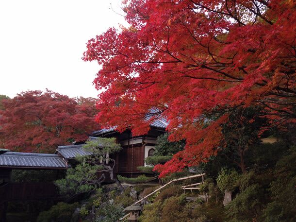 通常非公開・京都「霊鑑寺」秋の特別拝観　～庭の緑と紅葉の赤が織りなす美しい庭園と狩野派作の襖絵…