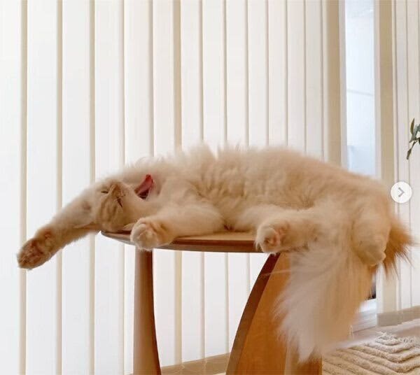 Let's relax while yawning!A cat who sleeps on his belly button with zero alertness is "not a cat anymore"...