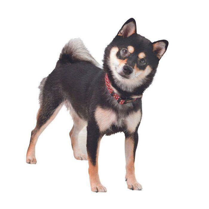 犬のセカンドオピニオンとは？
