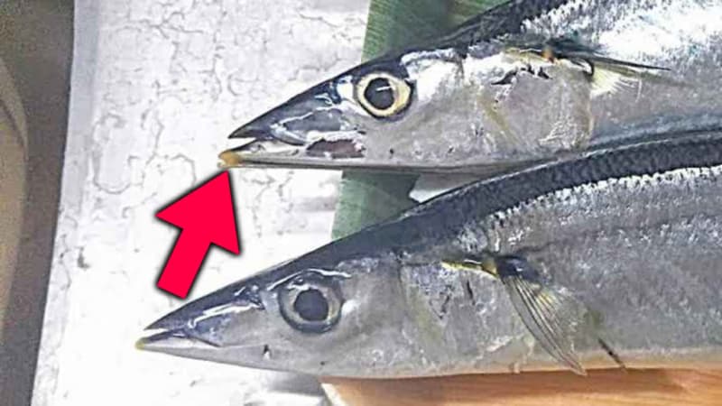 Is the ``red string'' of saury a parasite?Beware of Anisakis, and how to identify delicious saury.
