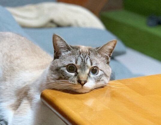 A cat's body may be soft, but is it relaxing?A cat lying in a ``hanging'' position is funny