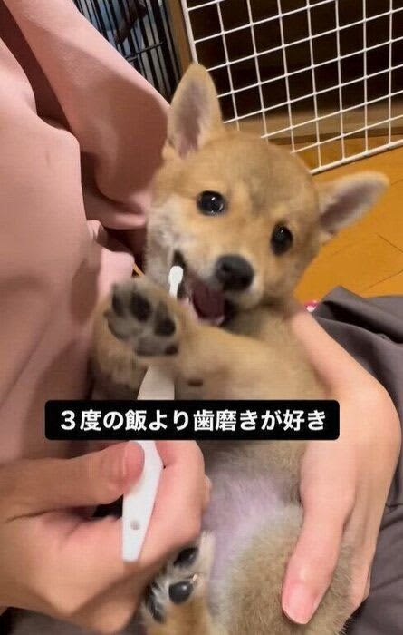歯磨きが大好きすぎる犬　顔を動かして磨いてもらう姿がかわいい♡