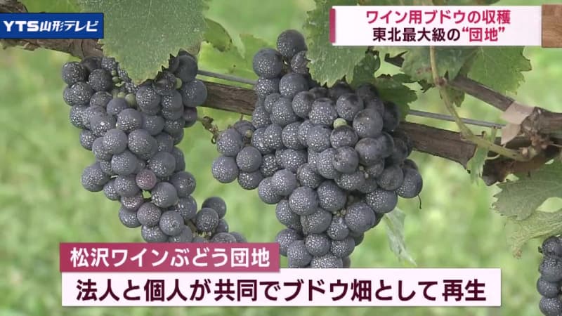 Harvesting grapes for wine begins in Kaminoyama during the ``fruitful autumn''