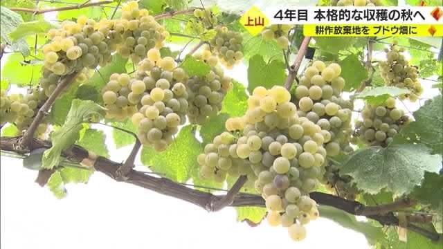 Abandoned cultivated land with no one to support it is regenerated into a “vineyard”… Now in its 4th year, “Autumn Harvest” is in full swing, Yamagata/Kamiyama City