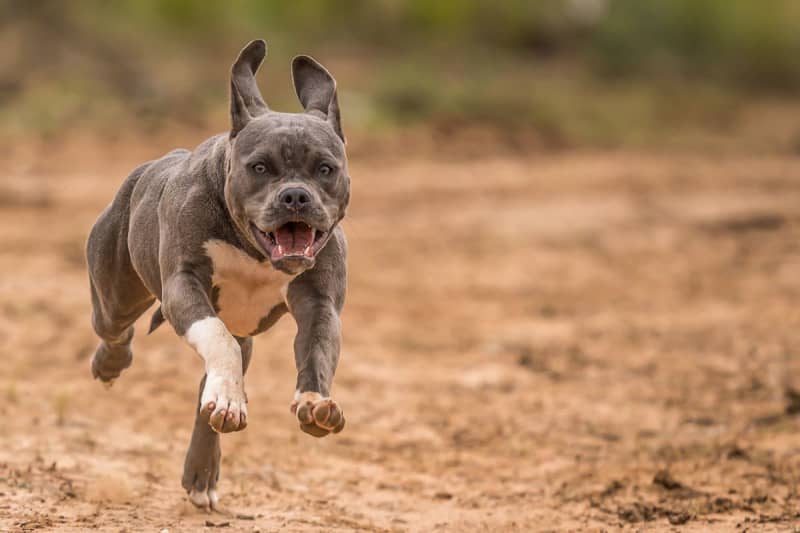 1歳児の首を刺したおば「犬と間違えてやった」