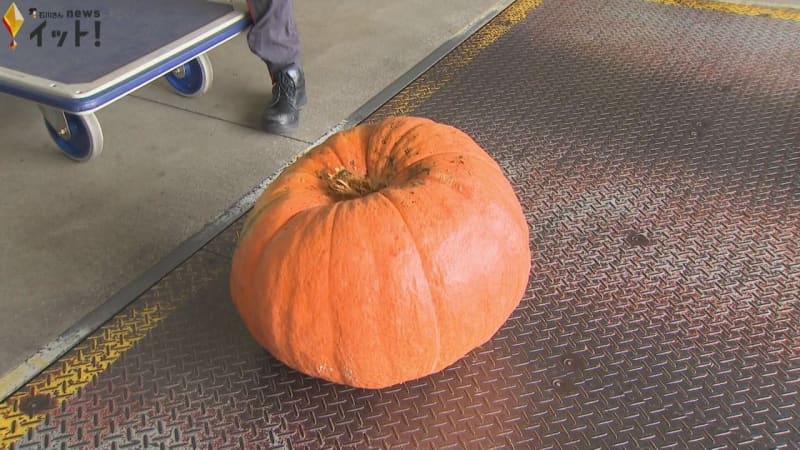 Haunted pumpkins arrive at Komatsu Airport Preparations are underway for the Halloween event