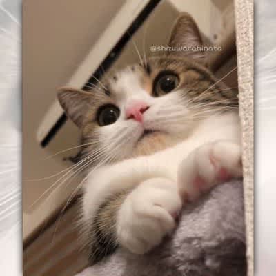 “The cat seen from below is also nice! “Cats are cute no matter what angle you look at them♡” echoed by cat lovers.