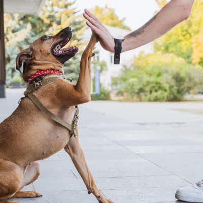 When is the right time to consult a dog trainer after getting a dog?