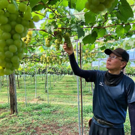 [Yamagata Wine Trip] Takahata Winery, which won a gold medal in a world contest, will hold a harvest event during the 10-day weekend in October!