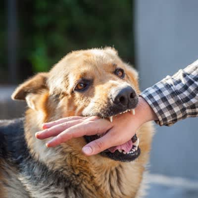 Why do dogs bite even their owners? 4 reasons and psychological differences between ``simple bites'' and ``serious bites''
