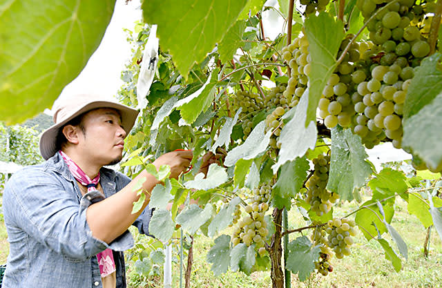 上山のワインに期待　栃木の会社が収穫作業
