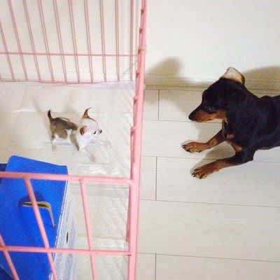 A week from when the new puppy and the native dog meet until they become friends!The two play with each other and develop a bond, saying, ``It's very...