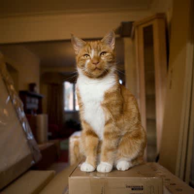 4 things to be careful about when moving with a cat, possible problems and how to deal with them