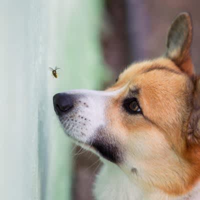 4 dangerous insects that can kill your dog!What should I do if I get stung?What measures can be taken to prevent it?