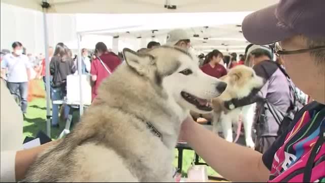 ``We received support through crowdfunding'' The ``Animal Welfare Festival'' was threatened due to soaring costs...