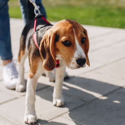 4 considerations dog owners should give to others!It is important to be aware that not everyone is a dog lover.