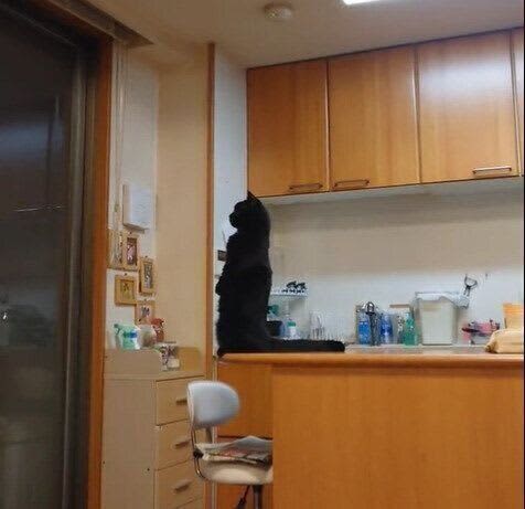 キッチンカウンターの上で立ち上がる猫！「まるで宇宙と交信するよう」謎の儀式が始まる