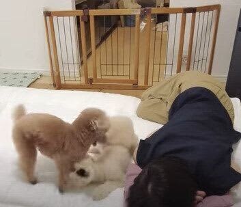 お昼寝しようと布団を敷いたら、いつも以上にわちゃわちゃになった犬たち