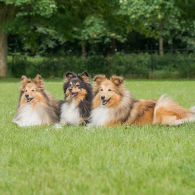 5 “fluffy dog ​​breeds”!Types of hairy dogs and points to note when owning each type