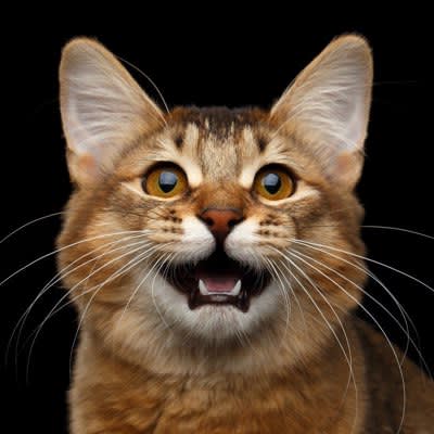 猫の『サイレントニャー』の意味3選！実は「サイレント」じゃないって本当？