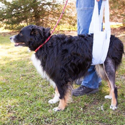What is ``knuckling'' that causes abnormalities in the way dogs walk?Thorough explanation of initial symptoms, causes, and remedies