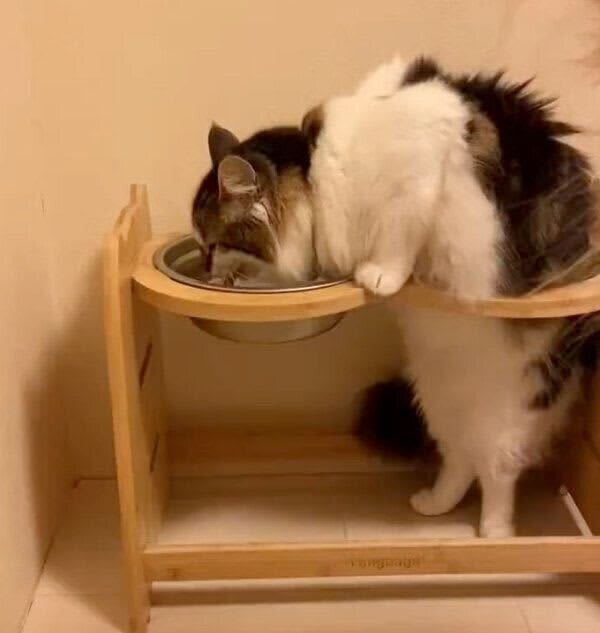 独特な水の飲み方をする猫、そばには順番待ちをする犬が…　2匹の可愛らしいやりとりにクス…