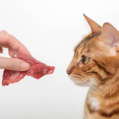 Do cats also eat beef and pork?Two things to be careful about when giving