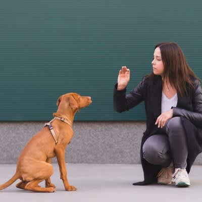 American Veterinary Behavioral Association's perspective on dog training methods