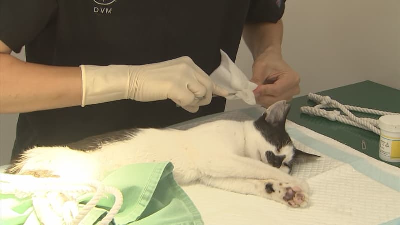 「子猫は生きたまま袋に入れてしばられ、空き家に捨てられていた…」1日23匹の野良猫を避妊去勢手…