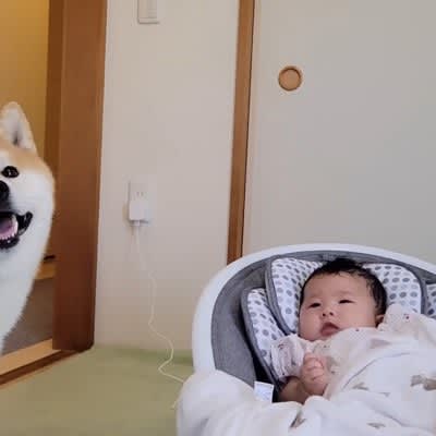 “I’m the dad! ” The sight of a Shiba Inu taking care of a baby has received a lot of attention. ``I feel motherhood,'' ``Happiness is a traffic jam,'' ``It's okay...''