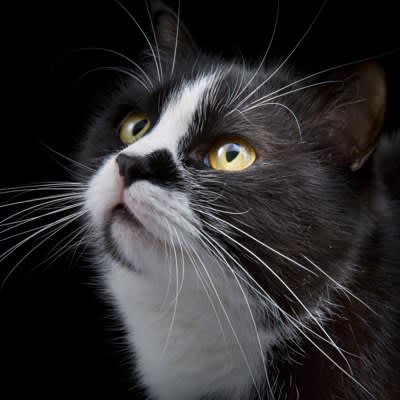3 reasons why a cat's whiskers fall out Is there any effect of the lack of whiskers?