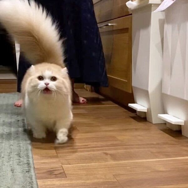 ごはんが待ち遠しくてたまらない猫　「合図のベルの音」が鳴ったときの反応が可愛い