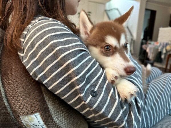 赤ちゃんが寝たのを見計らい、ママの腕の中に飛び込んできた子犬　「空気を読んだ行動」にグ…
