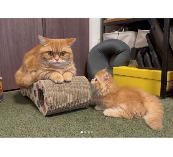 A new kitten who loves his native cat, can't stop loving him, and gets excited when he sees him getting closer and closer.