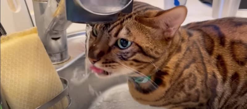 Is it fresh and delicious?A cute cat drinking water from the tap