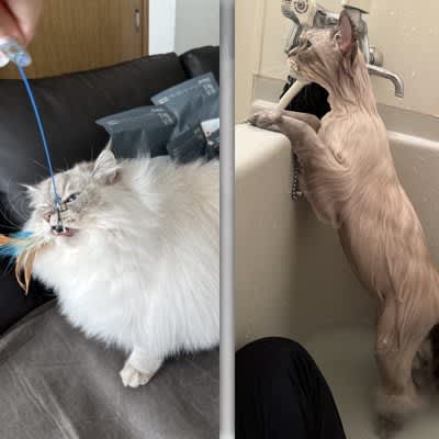 Don't judge your body by appearance!A fluffy cat taking a bath is a hot topic