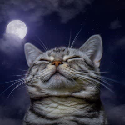 Does the full moon affect cat behavior? What are the three theories and the changes seen?