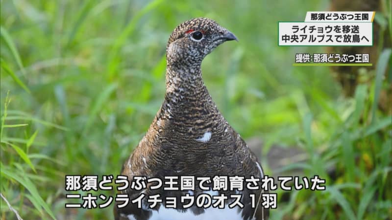 Two grouse from Nasu Animal Kingdom released in the Central Alps