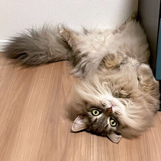 長毛の猫ならではのお手入れ　飼い主さんが実際にやっていることを獣医師に聞いた