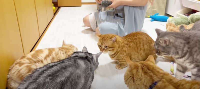 Who is No.1 Hunter? ?Cats crowding around a mouse toy are cute ♡