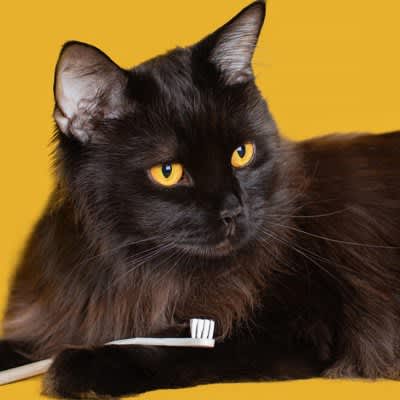 3 bad habits that cause your cat to develop periodontal disease!How to check at home